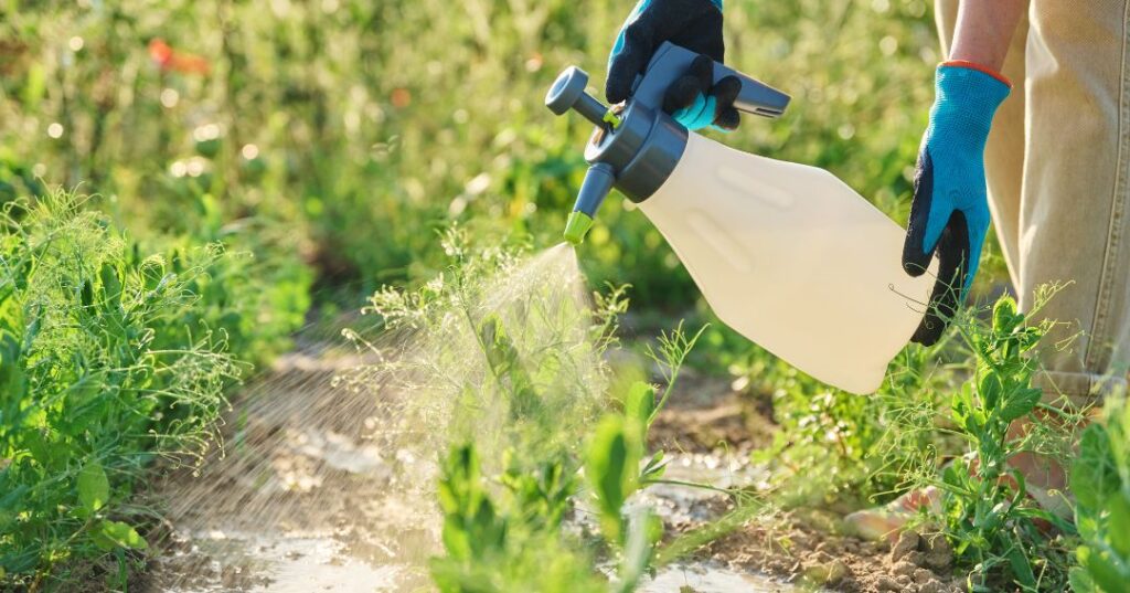 controle de pragas em Londrina