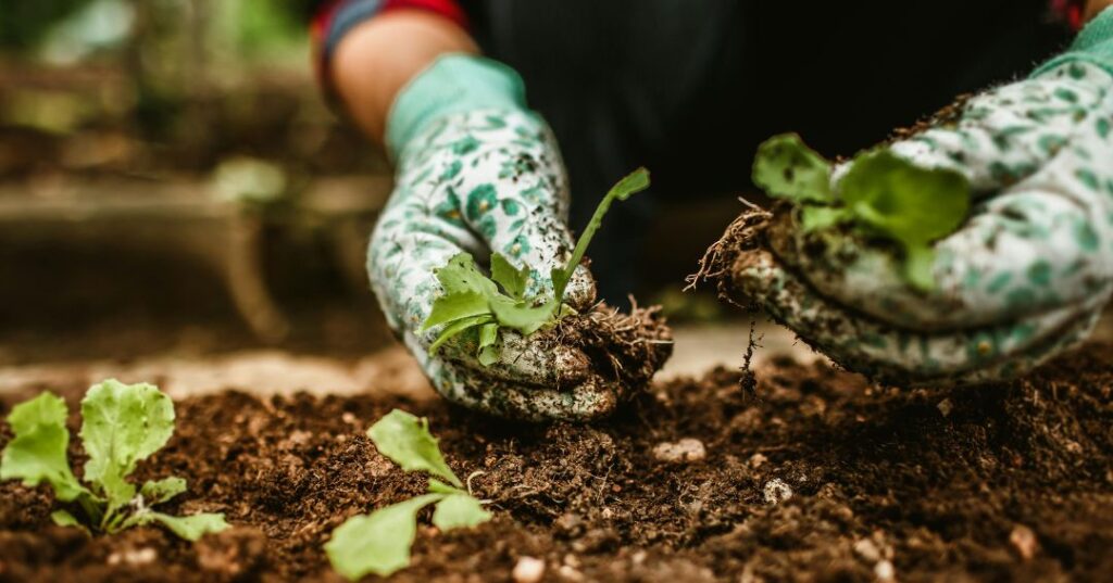 manutenção de jardins em Londrina