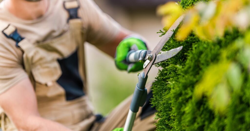 poda e plantio em Londrina